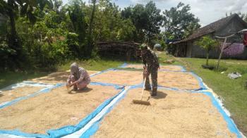 Usai Panen, Satgas TMMD 110 Bojonegoro Bantu Jemur Gabah Warga